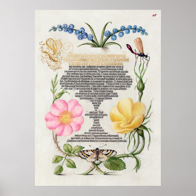 Poster Belle illustration botanique Vintage (Devant)