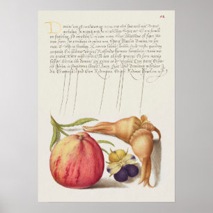 Poster Belle illustration botanique Vintage