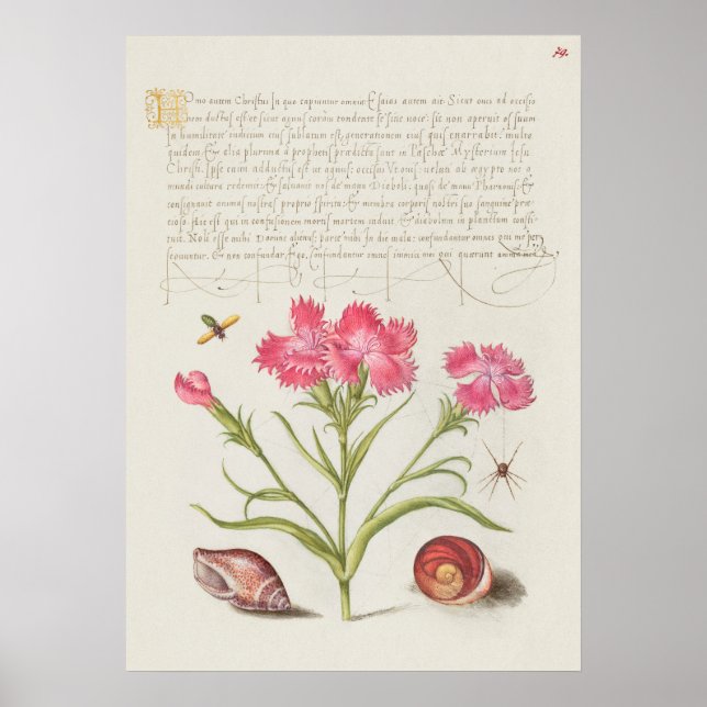 Poster Belle illustration botanique Vintage (Devant)