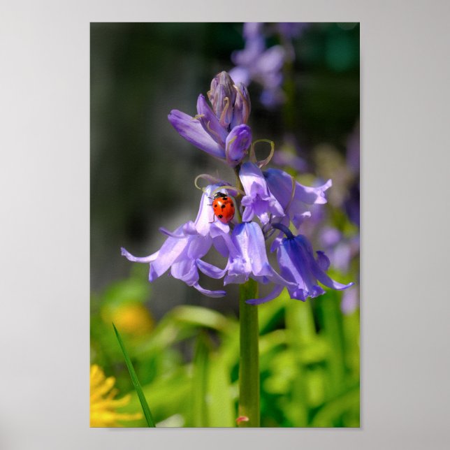 Poster Belle Ladybug sur Bluebells 8x12" Imprimer (Devant)