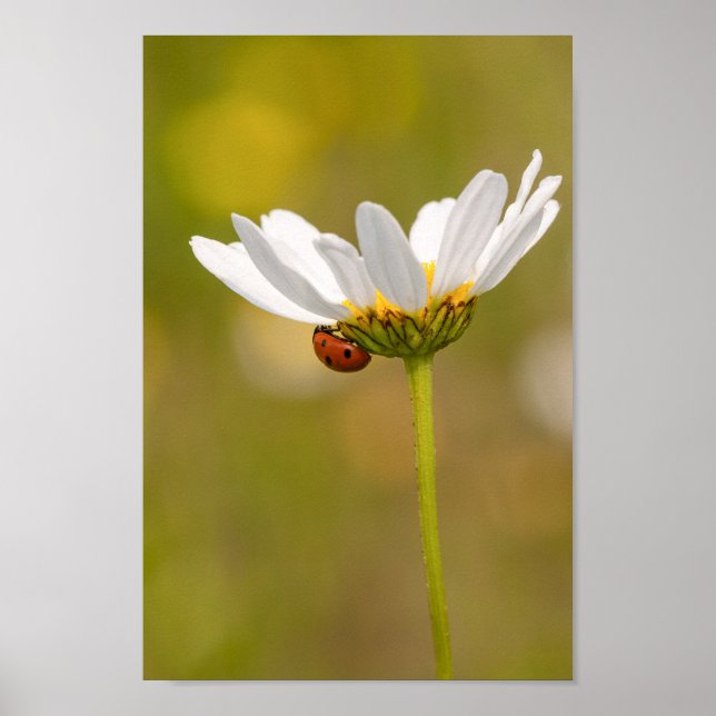 Poster Belle Ladybug sur Daisy (Devant)