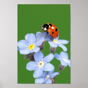 Poster Belle Ladybug sur Forget-me-not