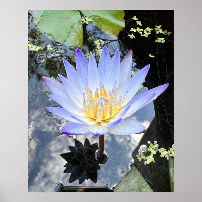 Poster Belle Lilly d'eau photo (Devant)