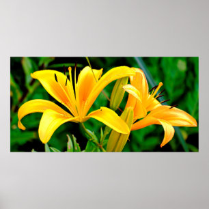 Poster Belle Lys Jaune