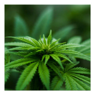 Poster Belle mauvaise herbe