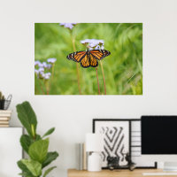 Belle Monarque Papillon Fleur Photographie Art