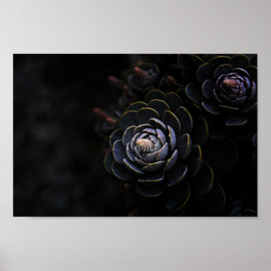 Poster Belle Nature Photographie Plante Succulente Photo