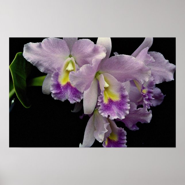 Poster Belle orchidée, cattleya (ariel x labiata) (Devant)