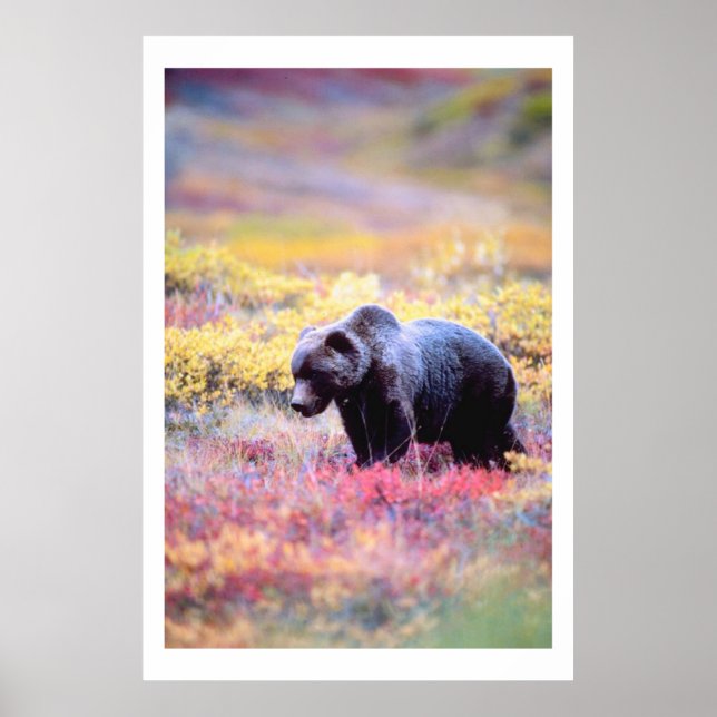 Poster Belle Ours dans les fleurs de printemps Imprimer (Devant)