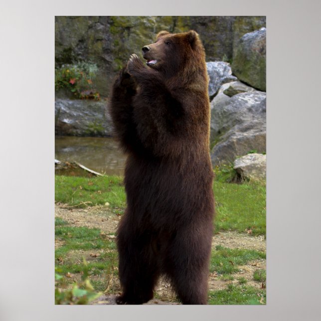 Poster Belle Ours Grizzly Brown (Devant)