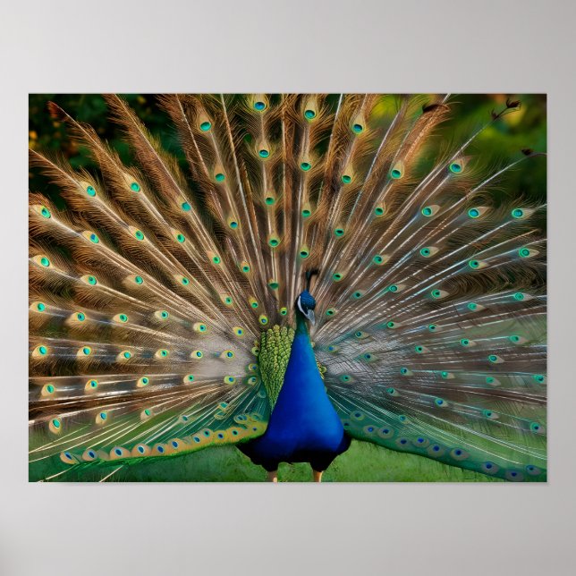 Poster Belle Peacock Stock Photos (Devant)