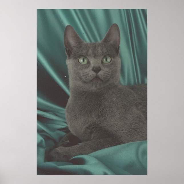 Poster Belle photo de chat gris (Devant)