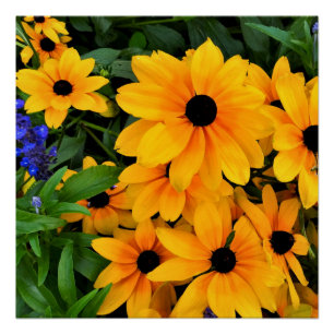 Poster Belle photo de la marguerite jaune