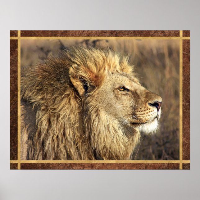Poster Belle photo de lion (Devant)