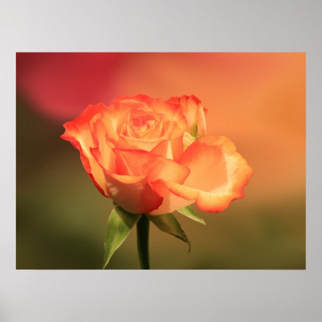 Poster Belle photo de Rose romantique (Devant)