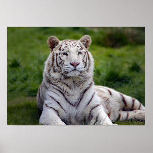Poster Belle photo de tigre blanc