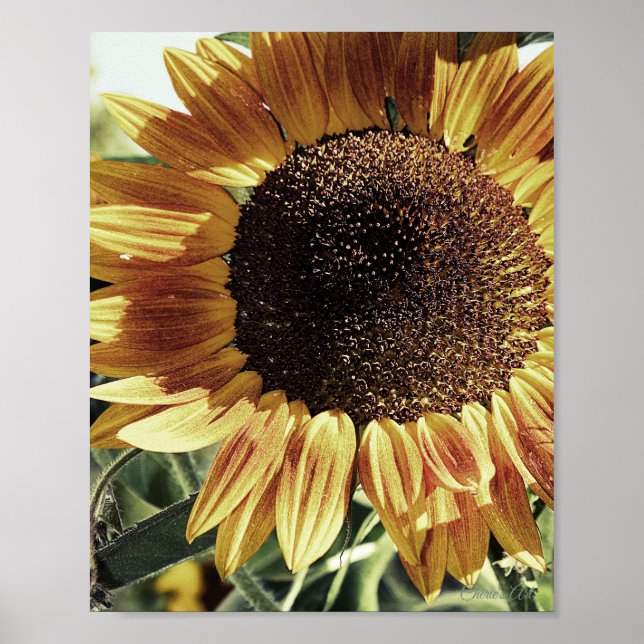 Poster Belle photo de tournesol (Devant)