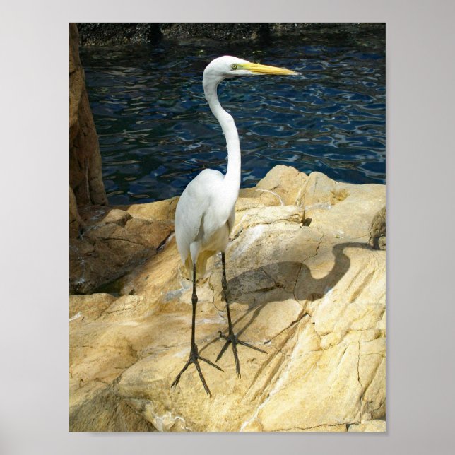 Poster Belle photo d'Oiseau Egreat (Devant)