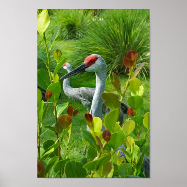 Poster Belle photo d'oiseaux de grue (Devant)