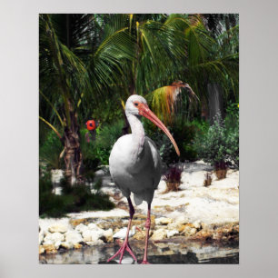 Poster Belle photo d'oiseaux tropicaux