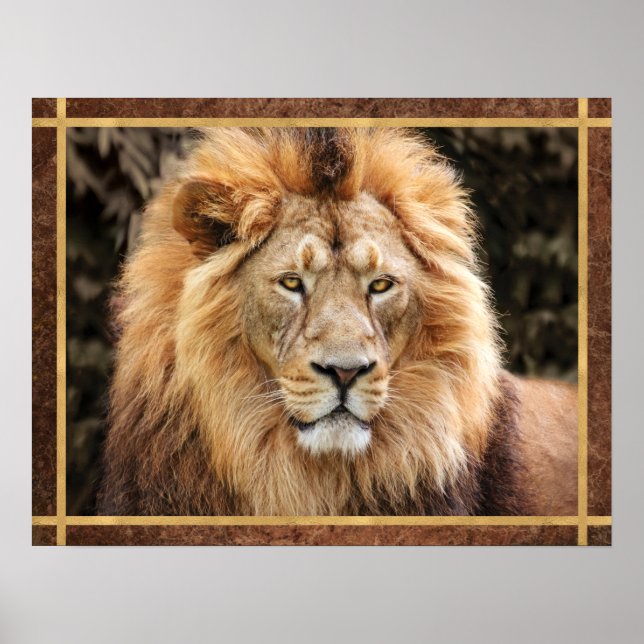 Poster Belle photo du visage de lion (Devant)