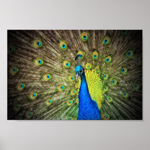 Poster Belle photo Peacock