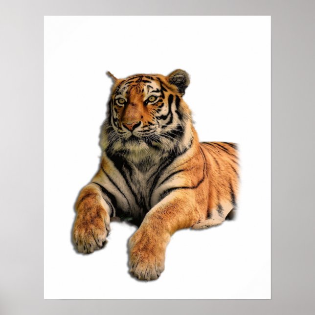 Poster Belle photo Tigre du Bengale Visage et pattes (Devant)