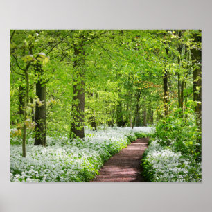 Poster Belle photo verte de forêt de printemps