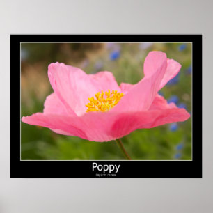 Poster Belle photographie en gros plan d'un coquelicot ro