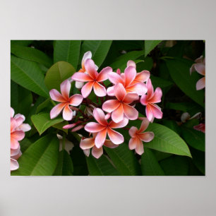 Poster Belle Plumeria rose