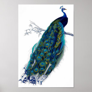 Poster Belle plumes d'oiseaux de la nature du paquebot bl