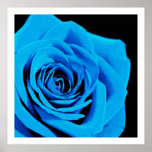 Poster Belle rose bleue