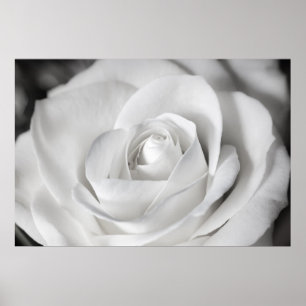 Poster Belle Rose noire et blanche