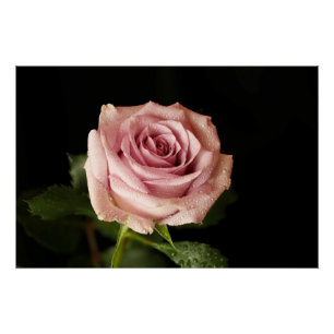 Poster belle rose rose