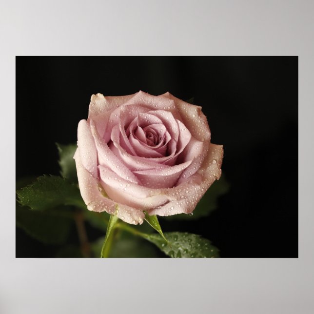 Poster belle rose rose (Devant)