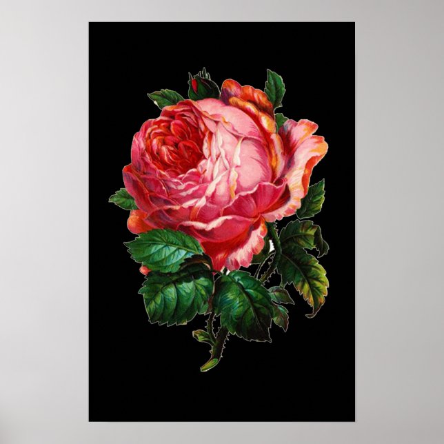 POSTER BELLE ROSE ROSE (Devant)