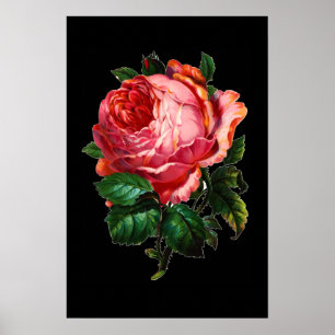 POSTER BELLE ROSE ROSE