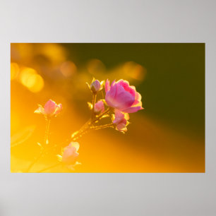 Poster Belle rose rose en romance au coucher du soleil