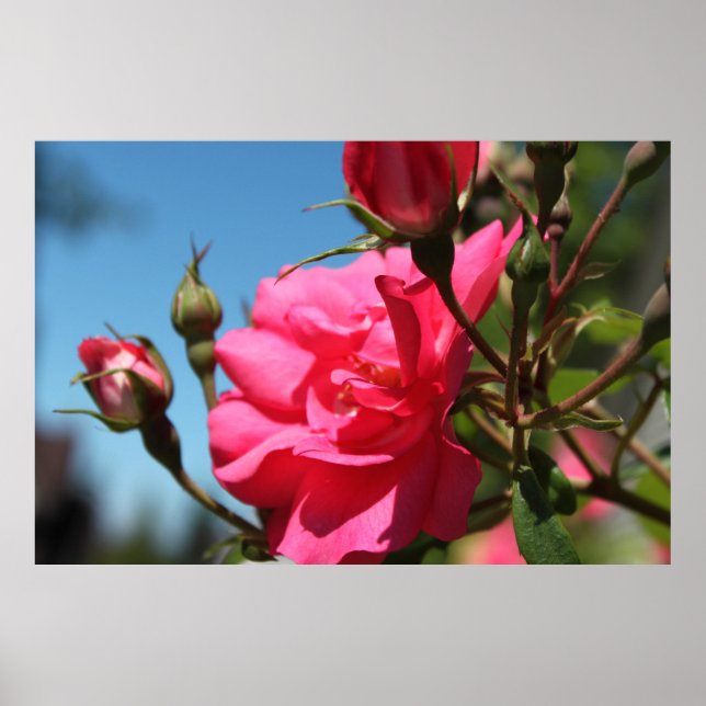 Poster belle rose rose fleur et bourgeons bleu ciel (Devant)