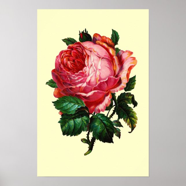 POSTER BELLE ROSE ROSE PINK (Devant)