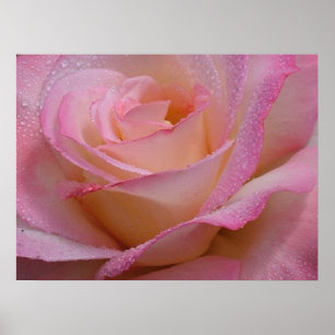 Poster belle rose rose rose