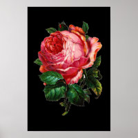 BELLE ROSE ROSE ROSE