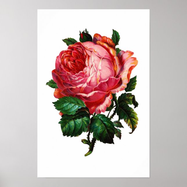 POSTER BELLE ROSE ROSE ROSE (Devant)