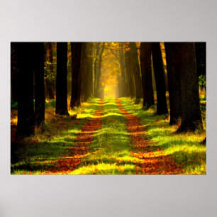 Poster Belle route Forest Path