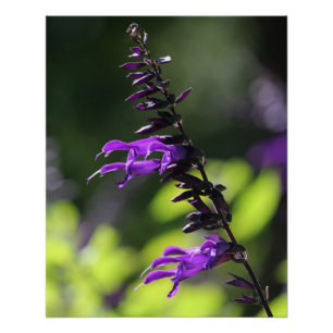 Poster Belle Salvia Amistad violet clair