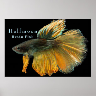 Poster Belle Siamese Combattre Poisson Betta demi-lune