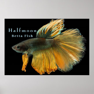 Poster Belle Siamese Combattre Poisson Betta demi-lune