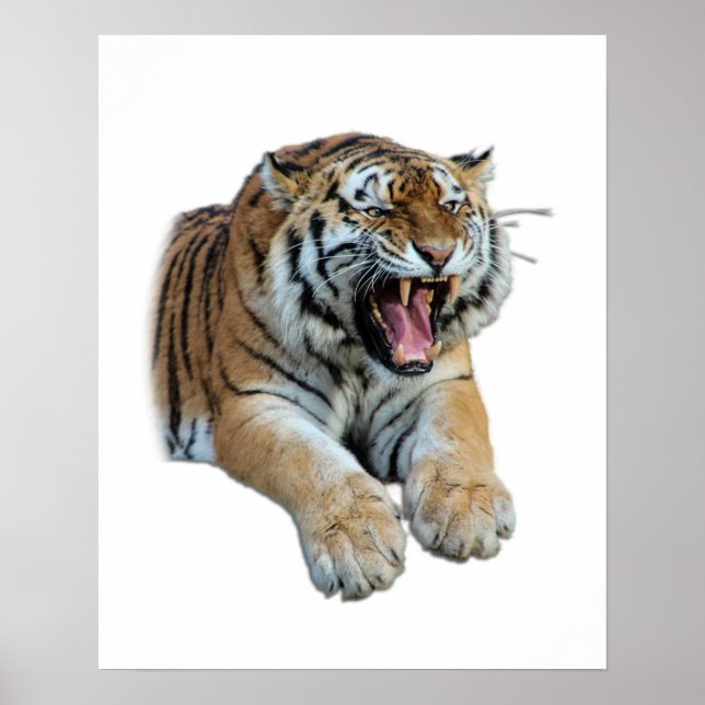 Poster Belle Tigre Bengale Visage & Teeth Photo (Devant)