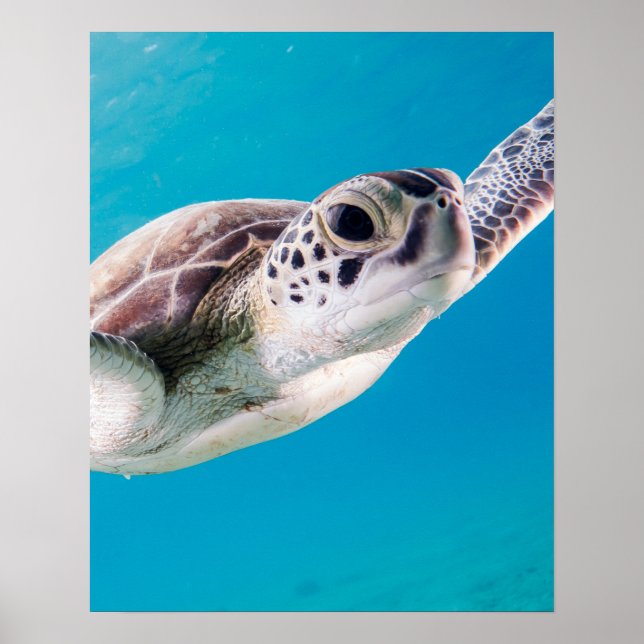 Poster Belle tortue de mer Baignade dans l'océan (Devant)