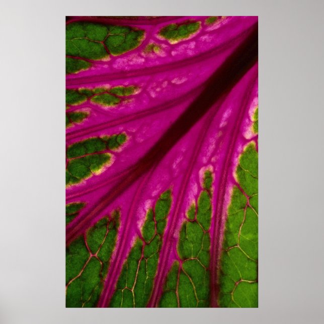 Poster Belle Très rouge et vert feuille motif de cabba (Devant)